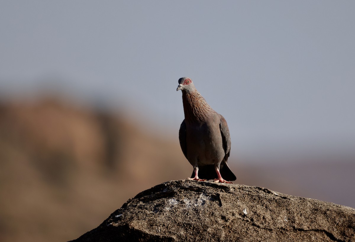 Speckled Pigeon - Bert Fisher