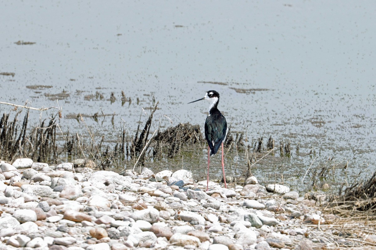 Black-necked Stilt - ML623607131