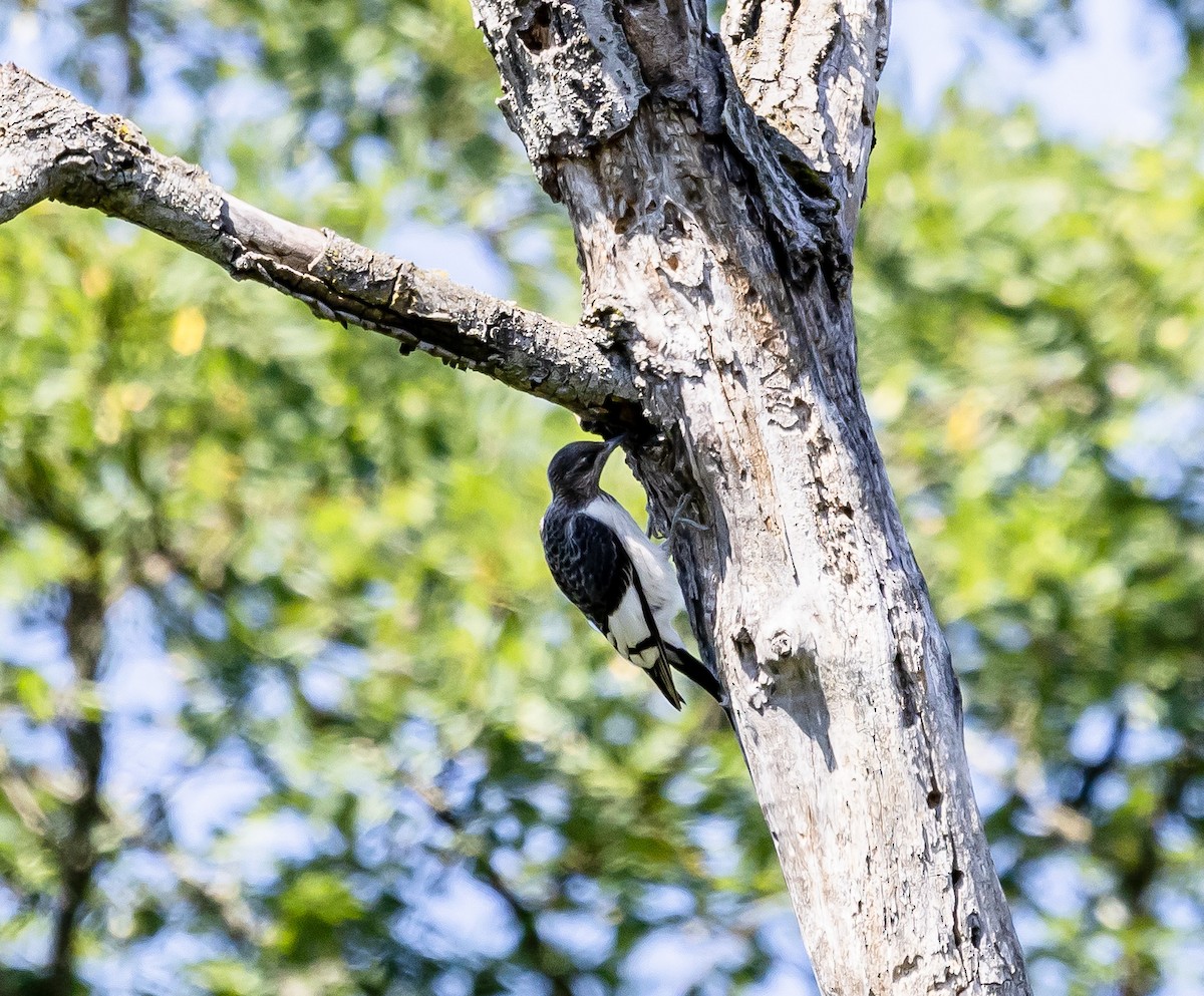 Red-headed Woodpecker - ML623607142