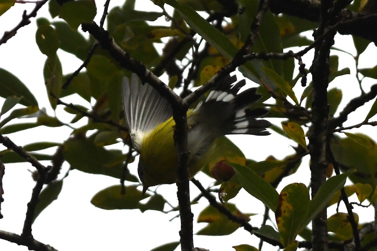 Magnolia Warbler - ML623607170