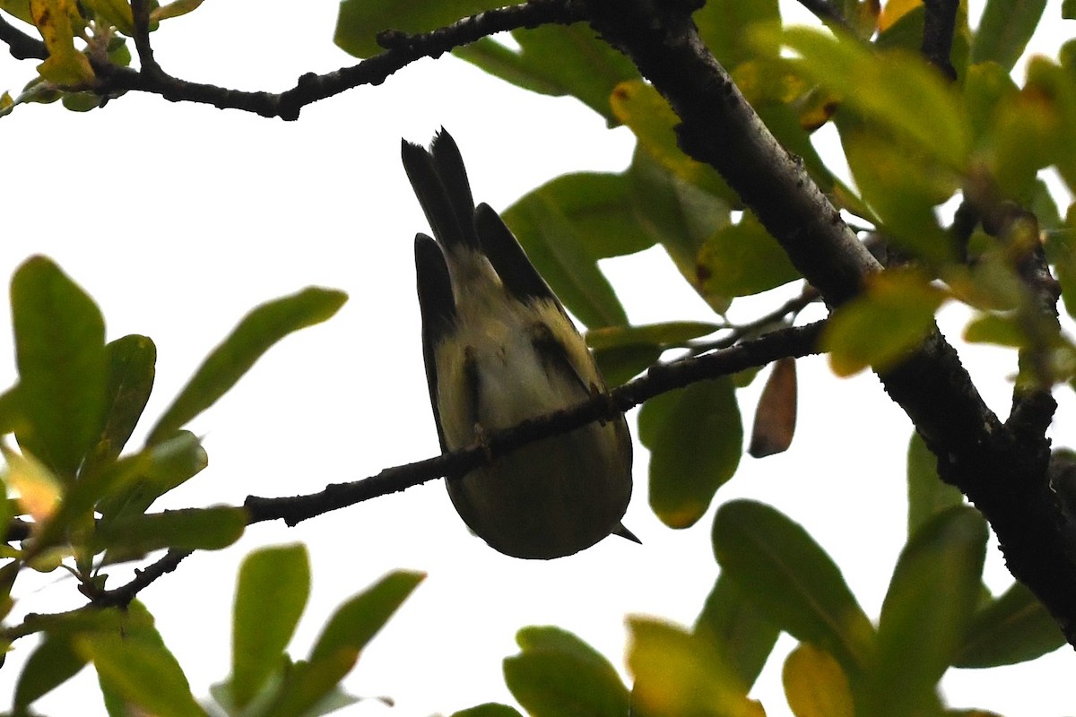 Magnolia Warbler - ML623607171