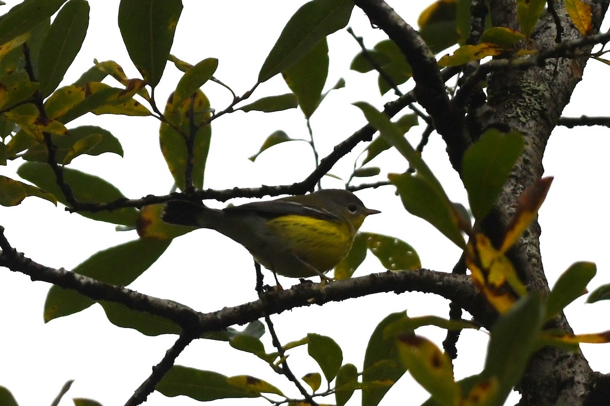 Magnolia Warbler - ML623607172