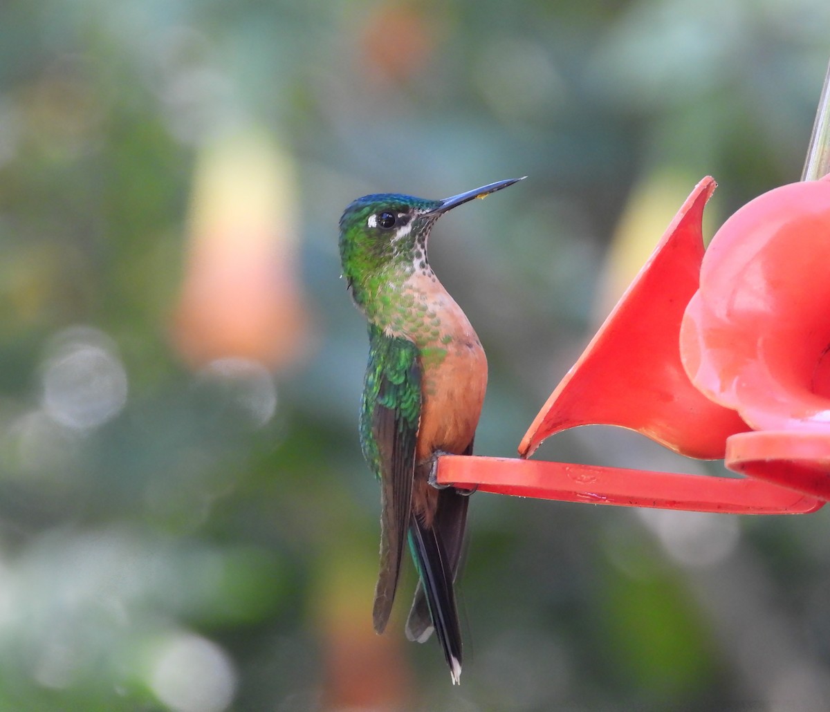 Long-tailed Sylph - ML623607175