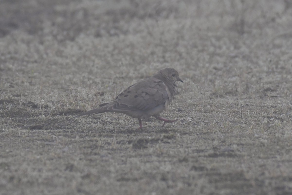 Mourning Dove - ML623607182