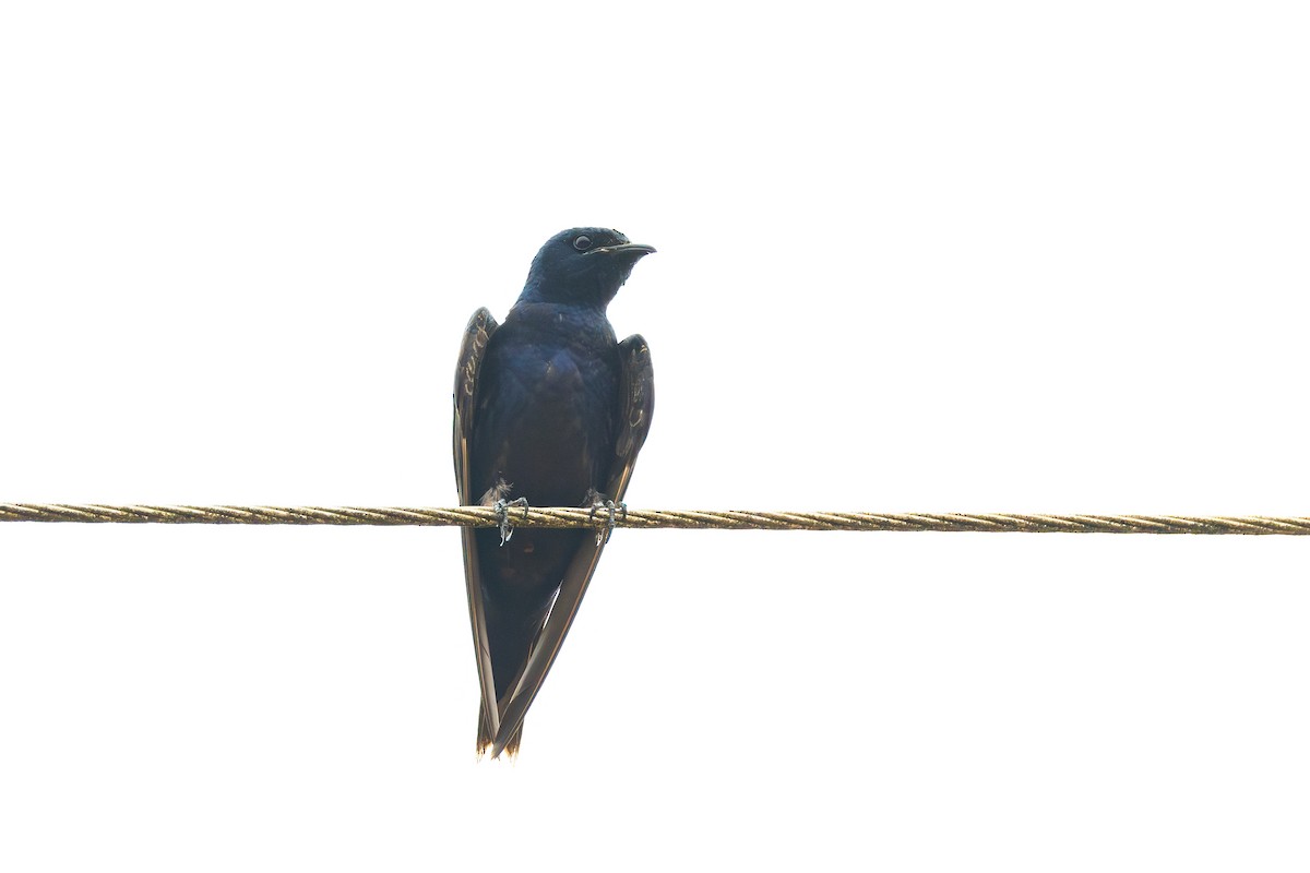 Purple Martin - Gustavo Dallaqua