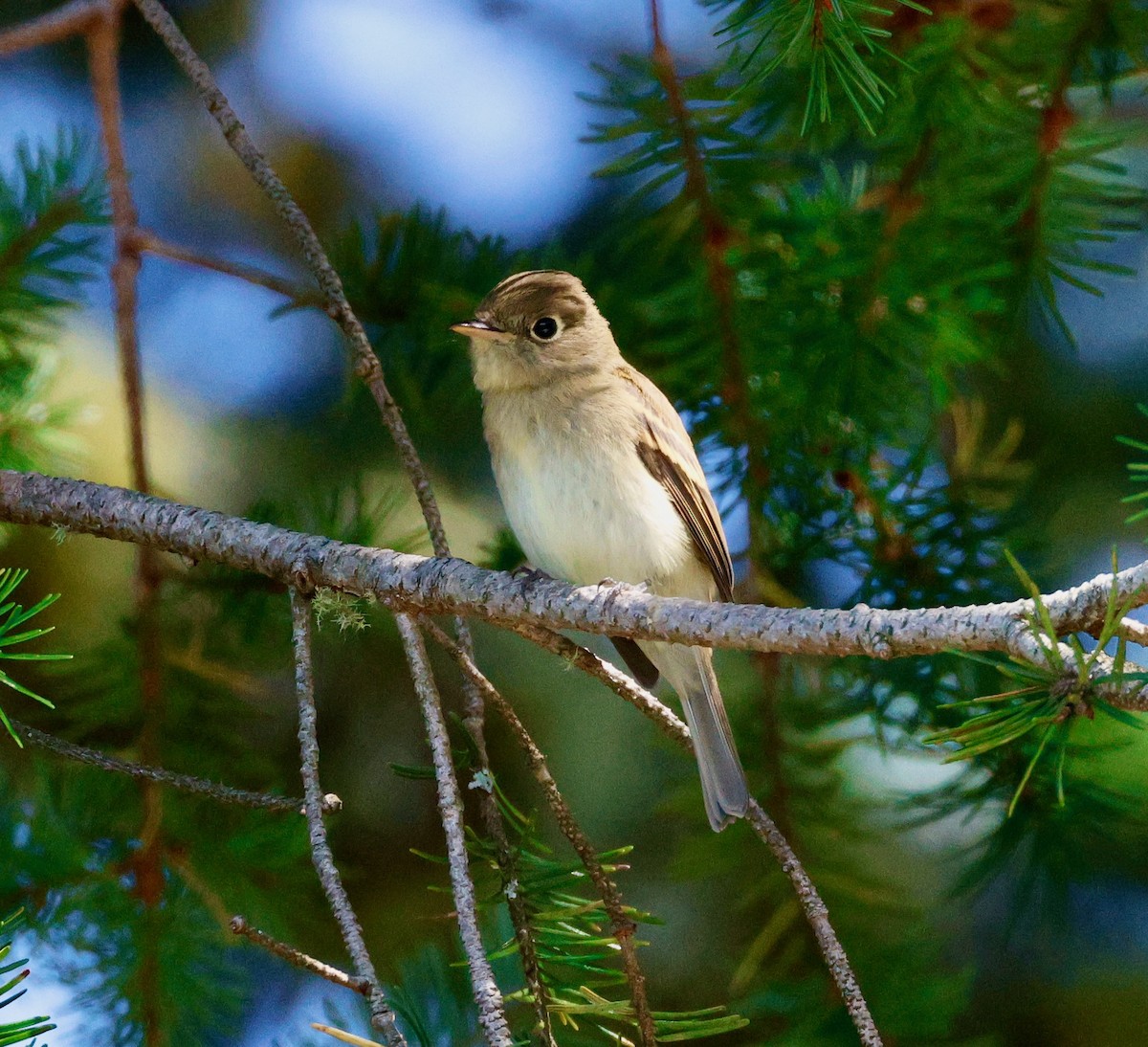 Western Flycatcher - ML623607214