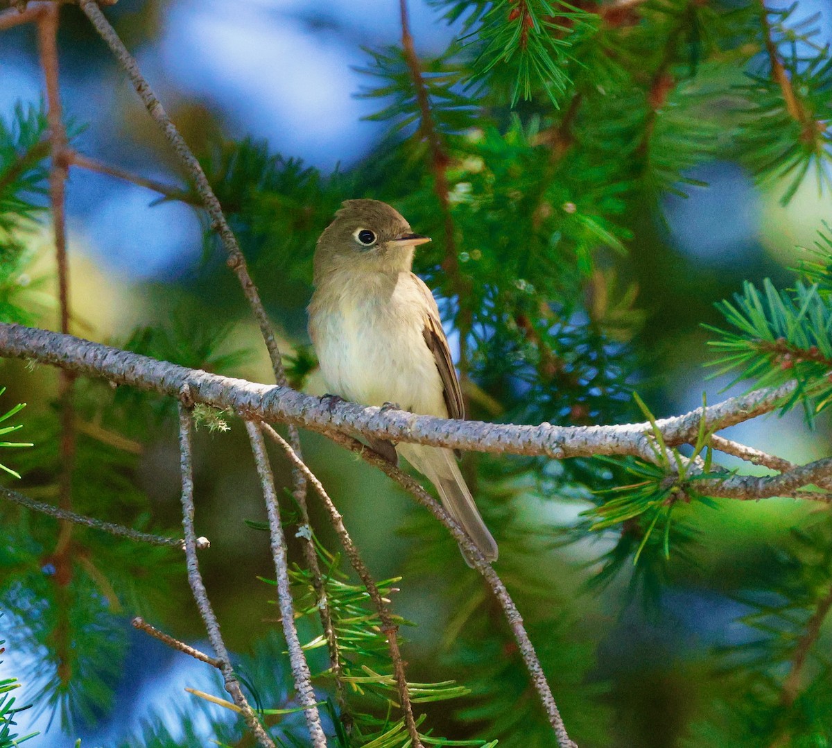 Western Flycatcher - ML623607215