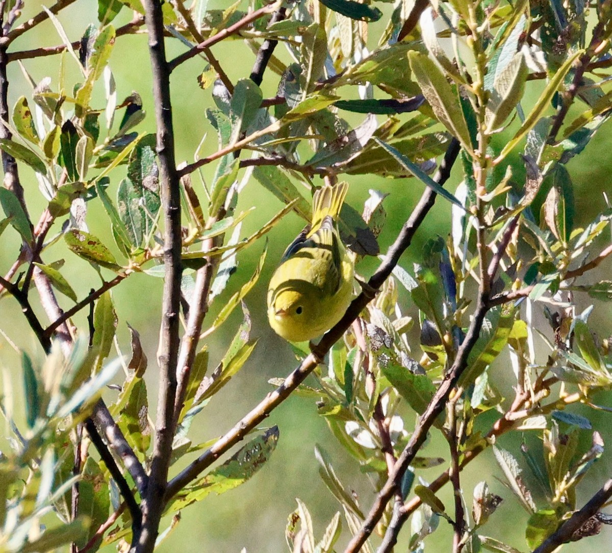 Yellow Warbler - ML623607227