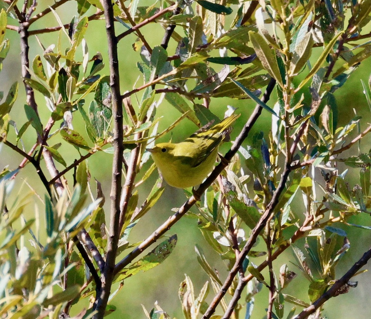 Yellow Warbler - ML623607228