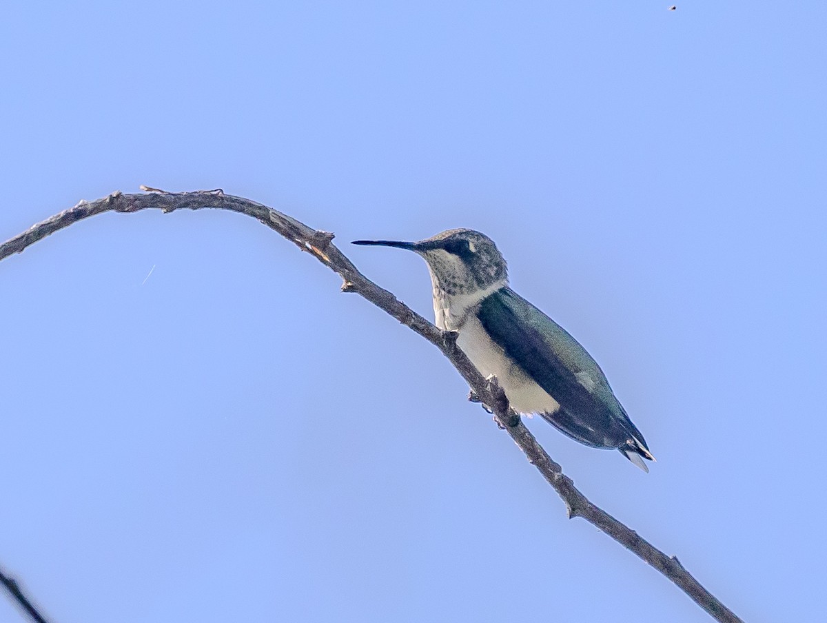 Ruby-throated Hummingbird - ML623607246