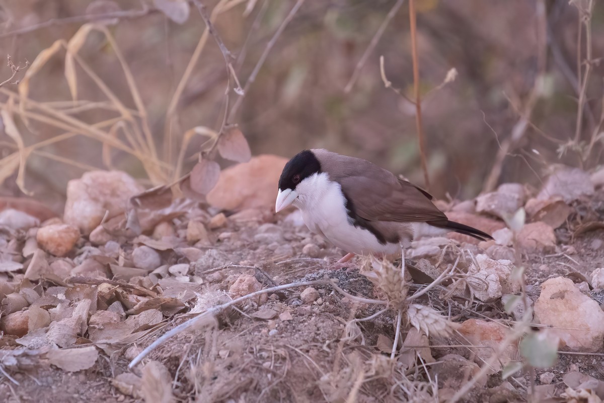 Black-capped Social-Weaver - ML623607265