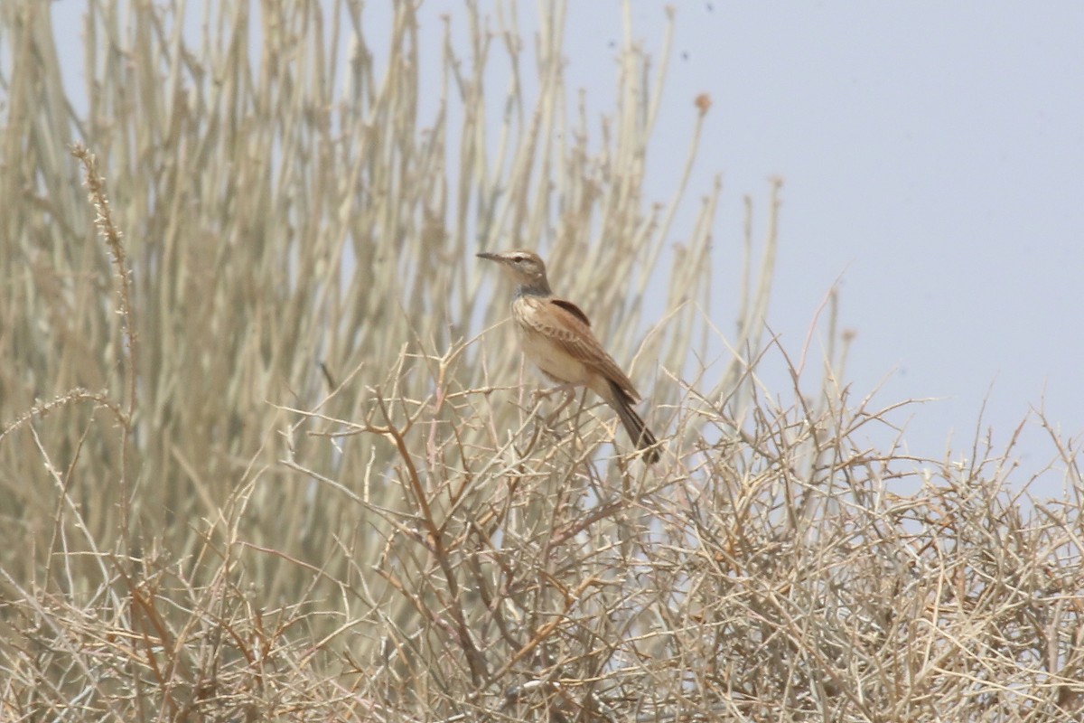 Karoo Long-billed Lark (Benguela) - ML623607268