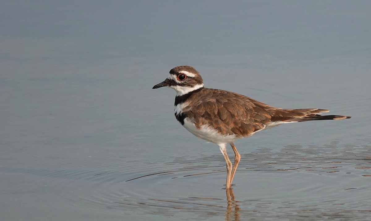 Killdeer - ML623607282