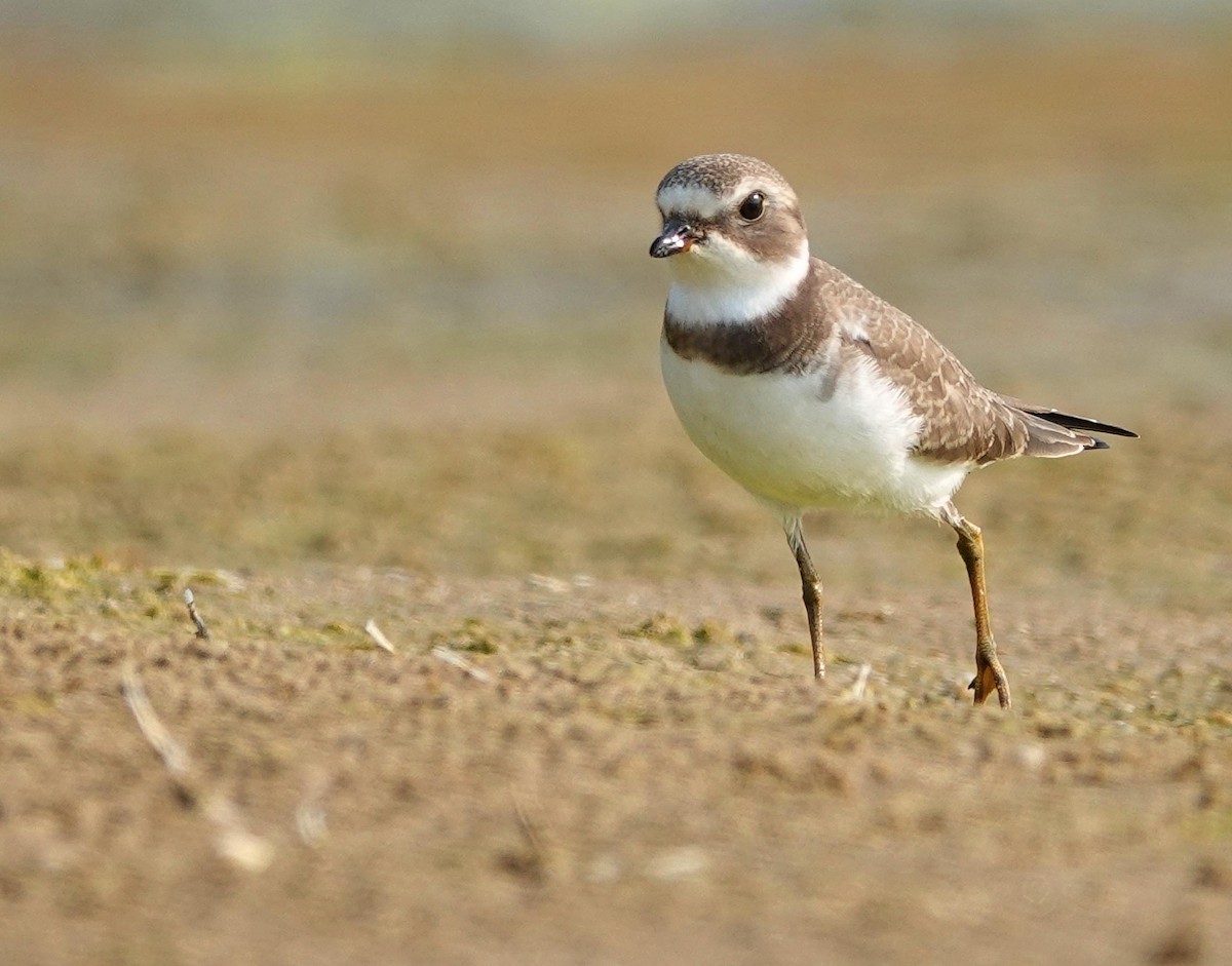 Semipalmated Plover - ML623607292