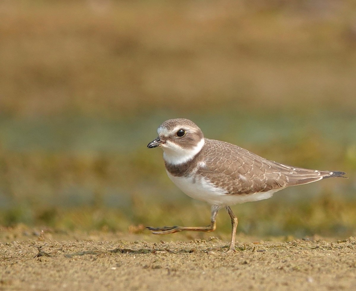 Semipalmated Plover - ML623607301