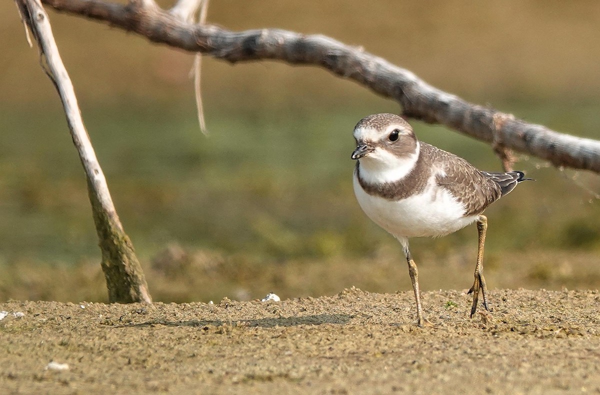 Semipalmated Plover - ML623607302