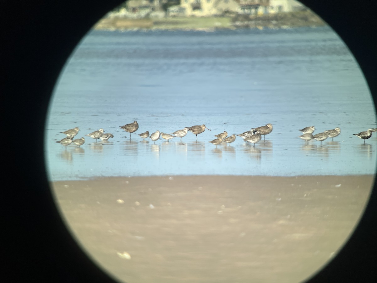 Hudsonian Godwit - ML623607360