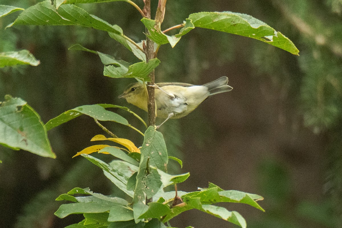 Tennessee Warbler - David Broska