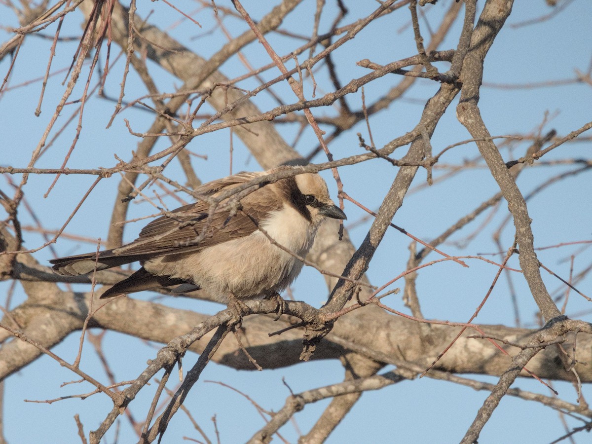 White-crowned Shrike - Justin de Vlieg