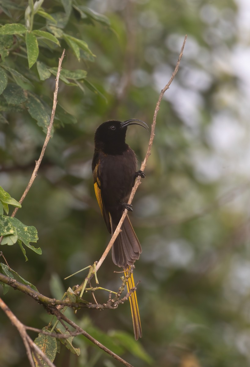 Golden-winged Sunbird - ML623607401