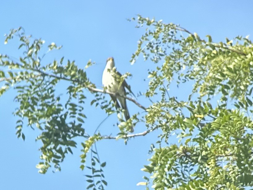 Yellow-billed Cuckoo - ML623607409