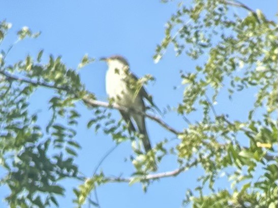 Yellow-billed Cuckoo - Deborah Dohne