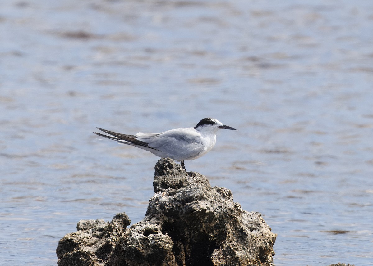 Common Tern - ML623607424