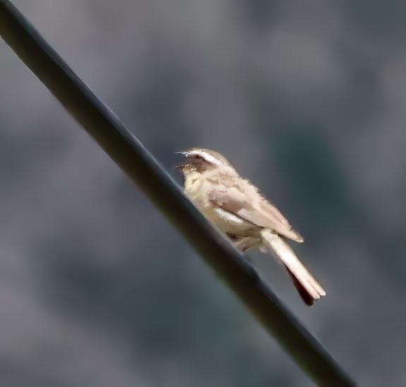 Brown Accentor - ML623607431