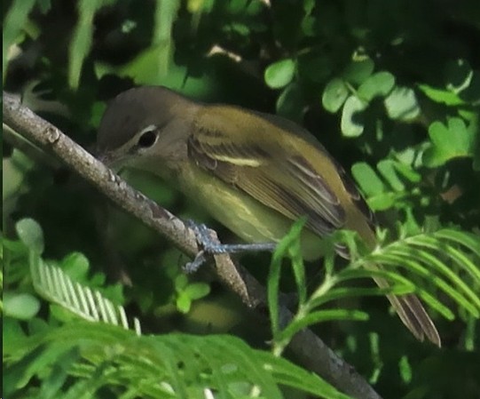 Bell's Vireo - ML623607433