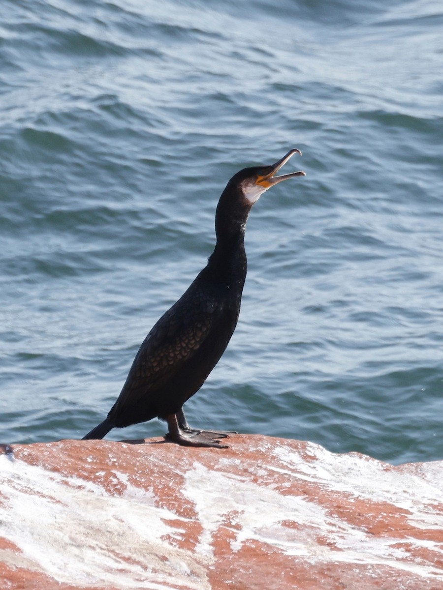 Kormoran - ML623607448