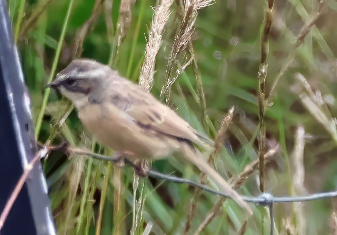 Brown Accentor - ML623607457