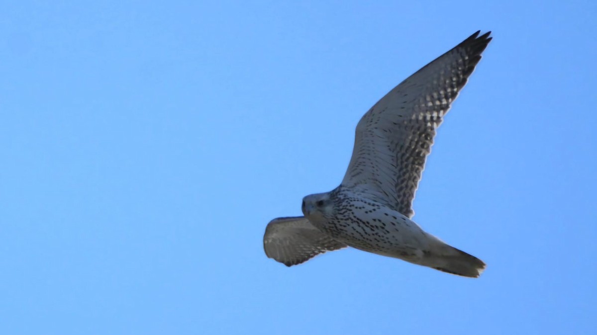 Gyrfalcon - ML623607484