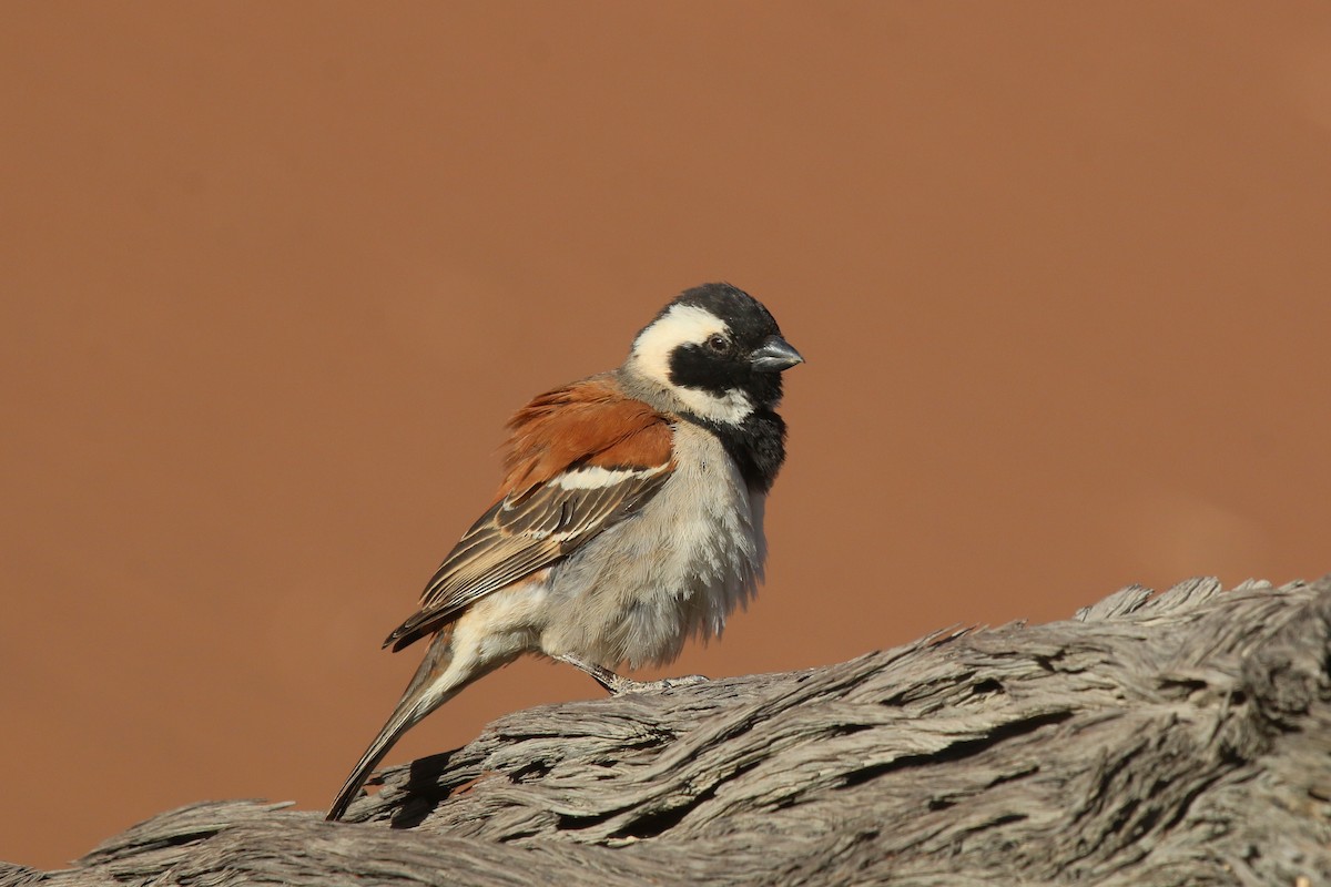 Moineau mélanure - ML623607495