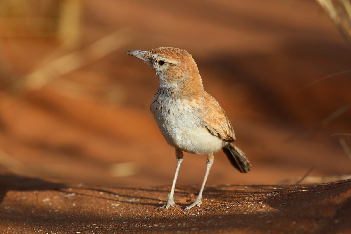 Dune Lark - ML623607526