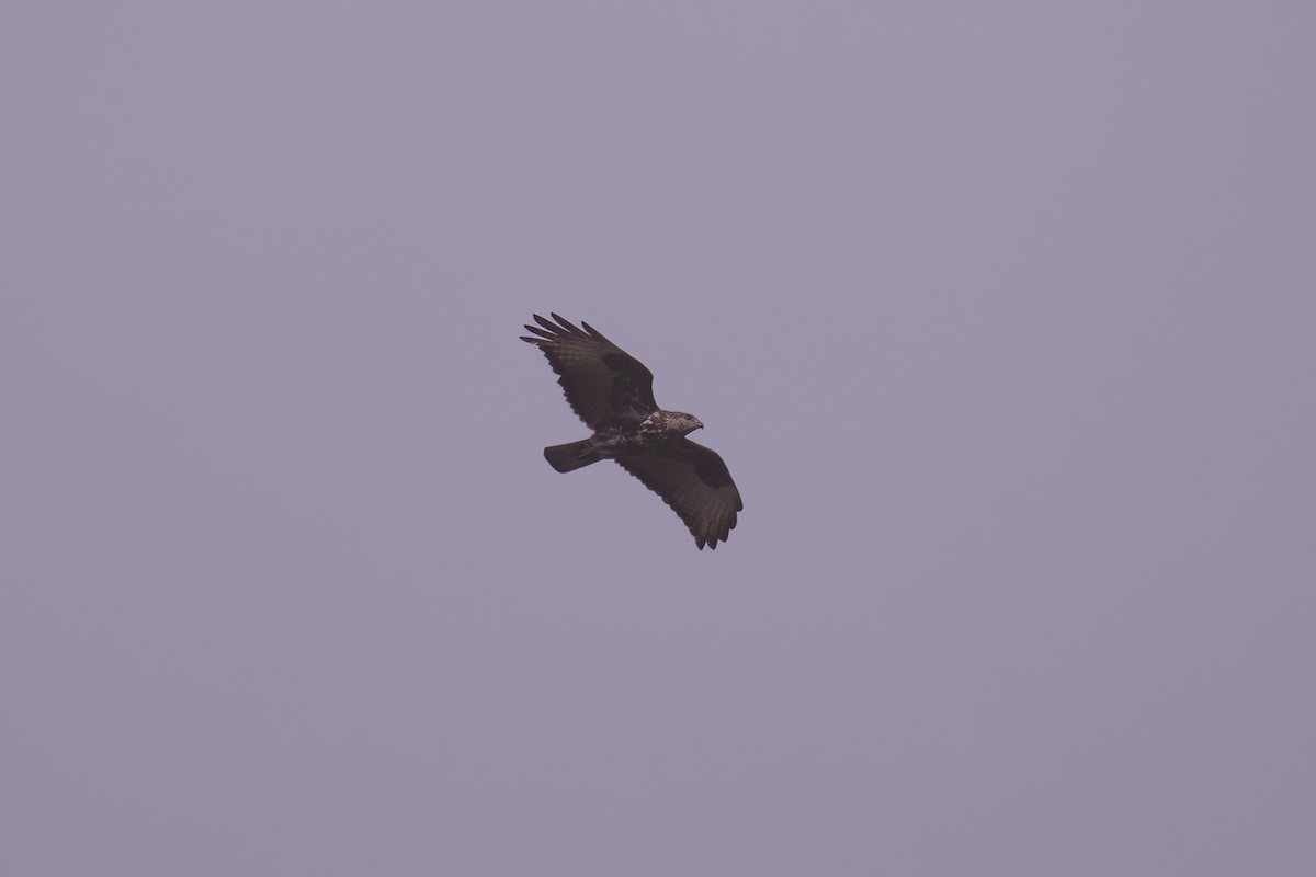 Mountain Buzzard - ML623607536