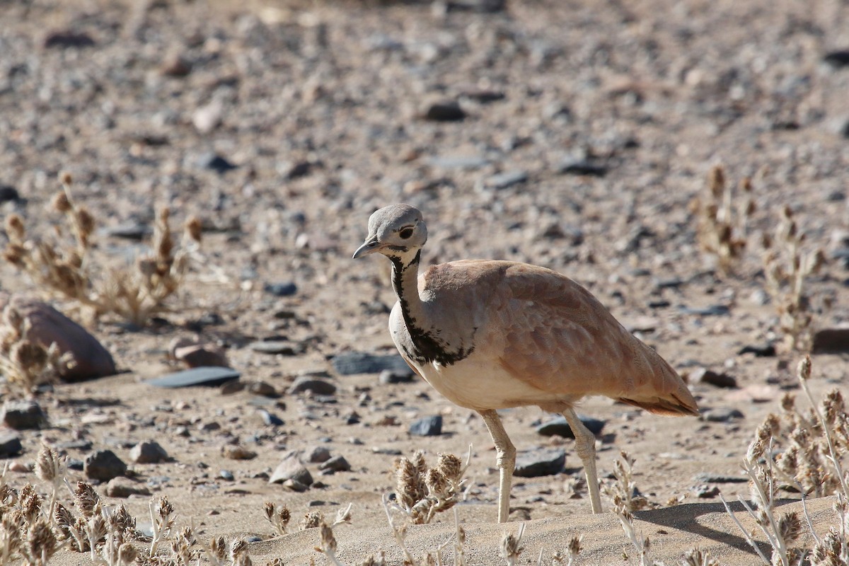 Rüppell's Bustard - ML623607544