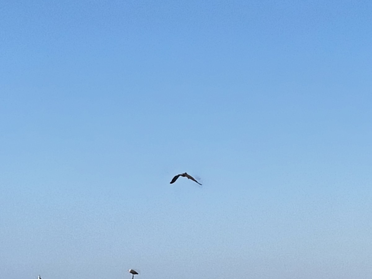 Brown Pelican - María Fernanda Ramírez Posadas