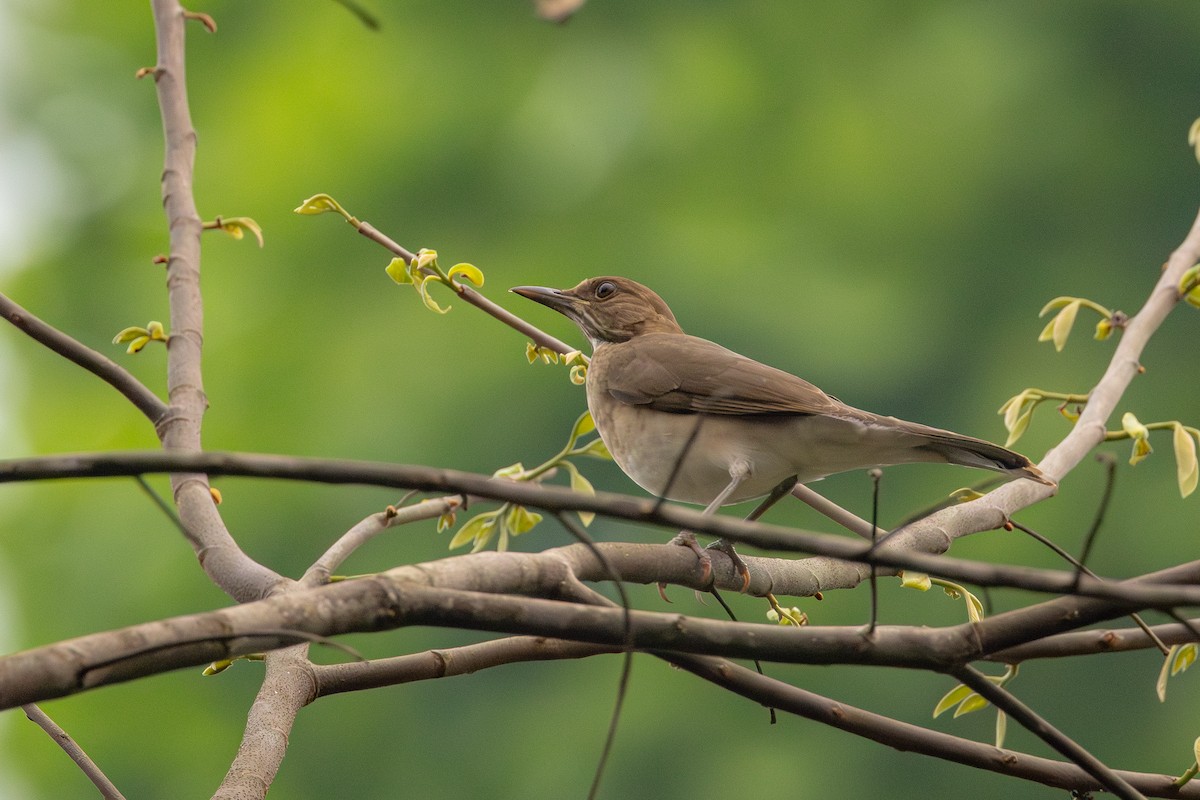 Black-billed Thrush - Gustavo Dallaqua