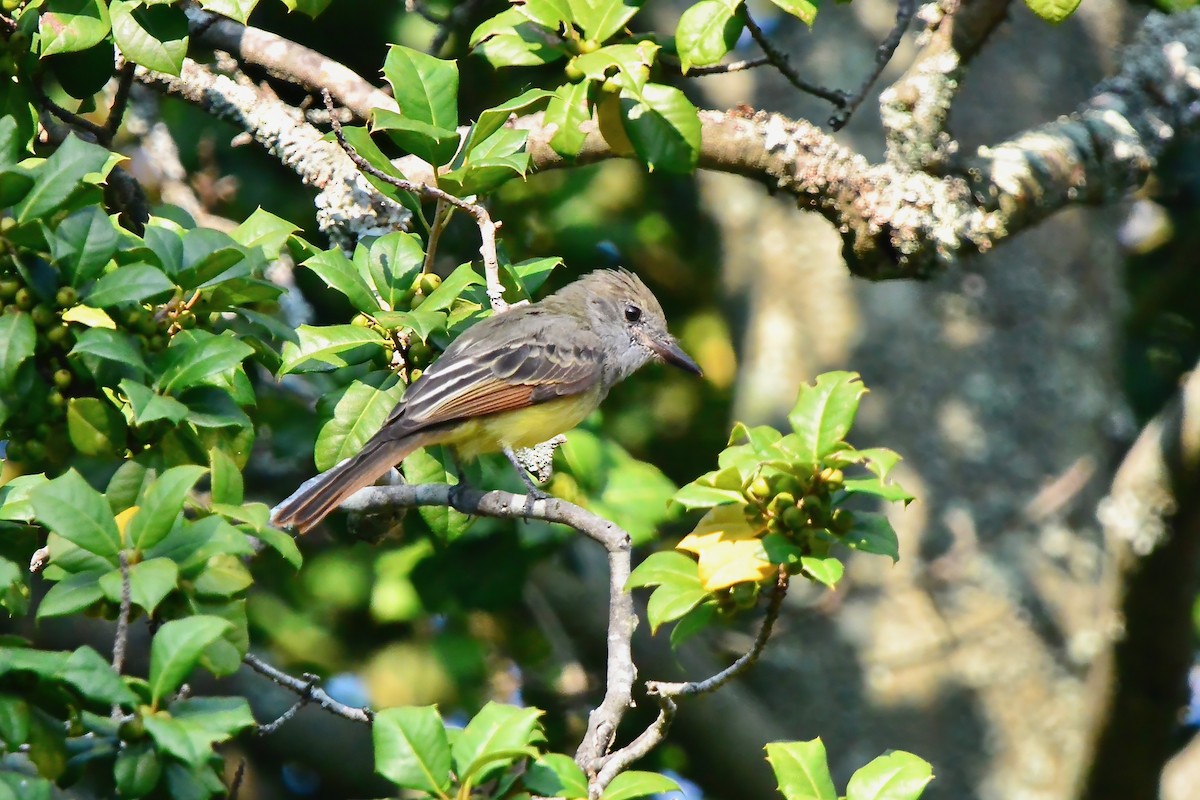 Great Crested Flycatcher - ML623607597