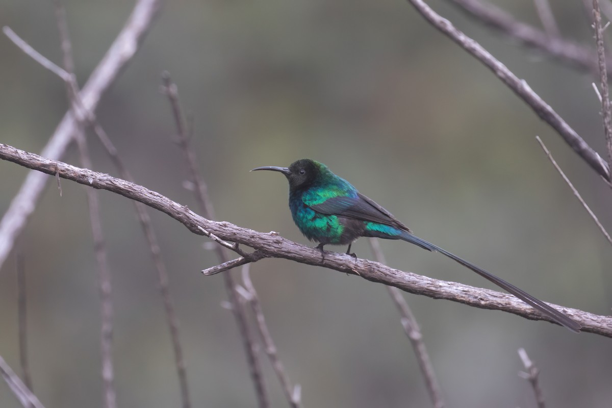 Red-tufted Sunbird - ML623607622