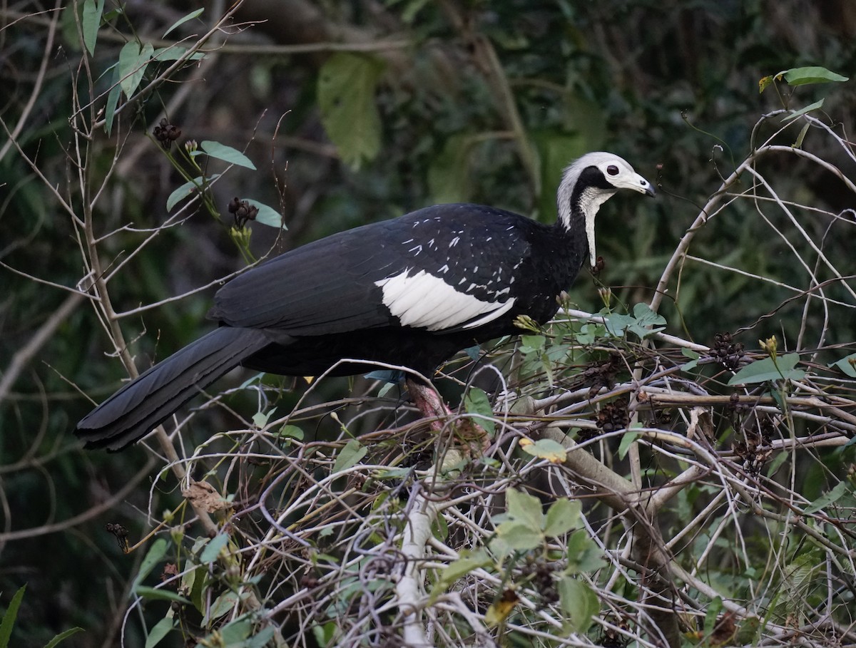 White-throated Piping-Guan - ML623607646