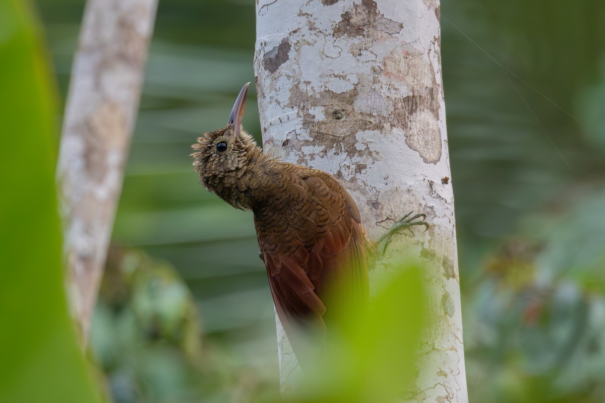 Amazonian Barred-Woodcreeper (Jurua) - ML623607647