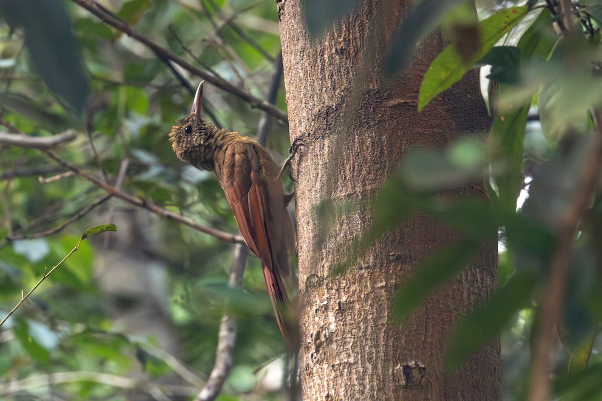 Amazonian Barred-Woodcreeper (Jurua) - ML623607648