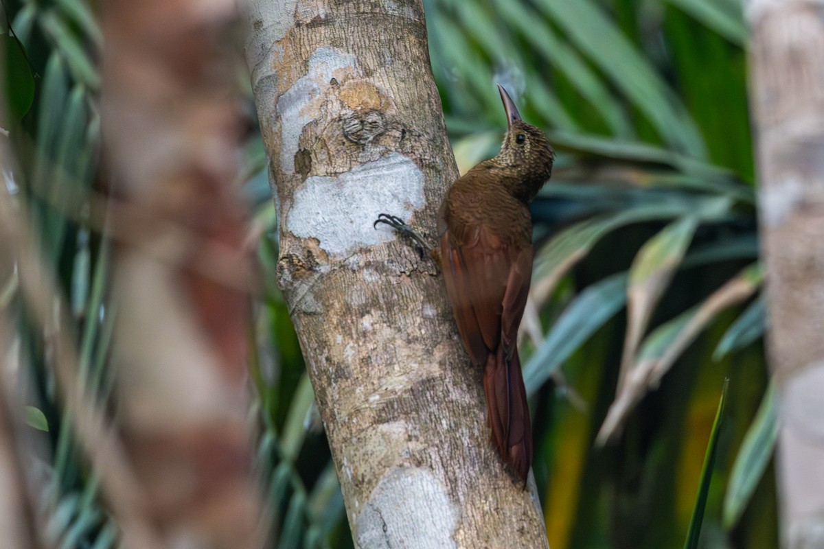 Amazonian Barred-Woodcreeper (Jurua) - ML623607649