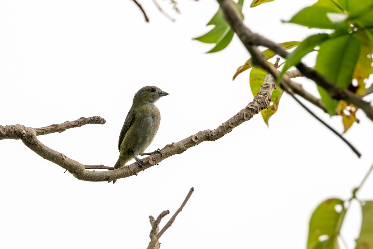 Golden-bellied Euphonia - ML623607741