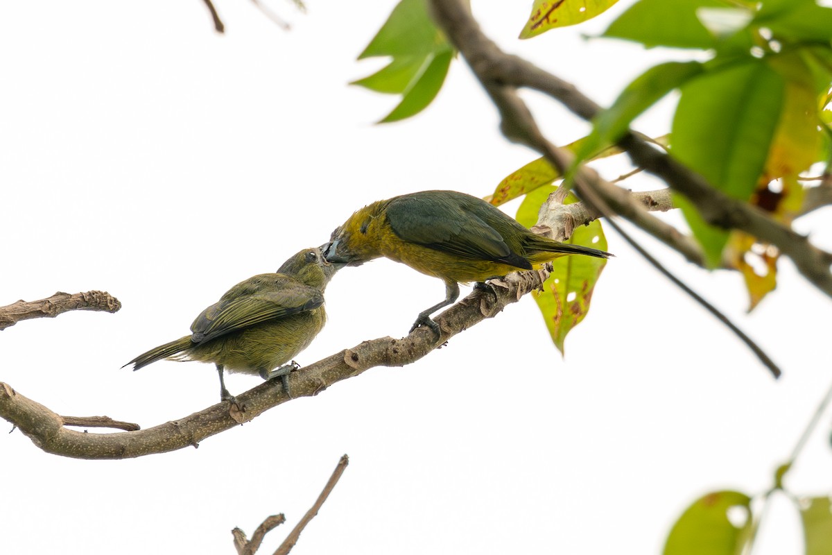 Golden-bellied Euphonia - ML623607742