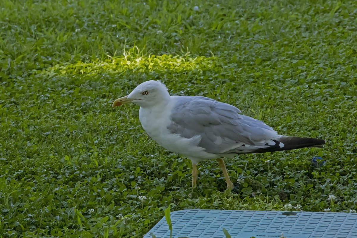 Yellow-legged Gull - ML623607778