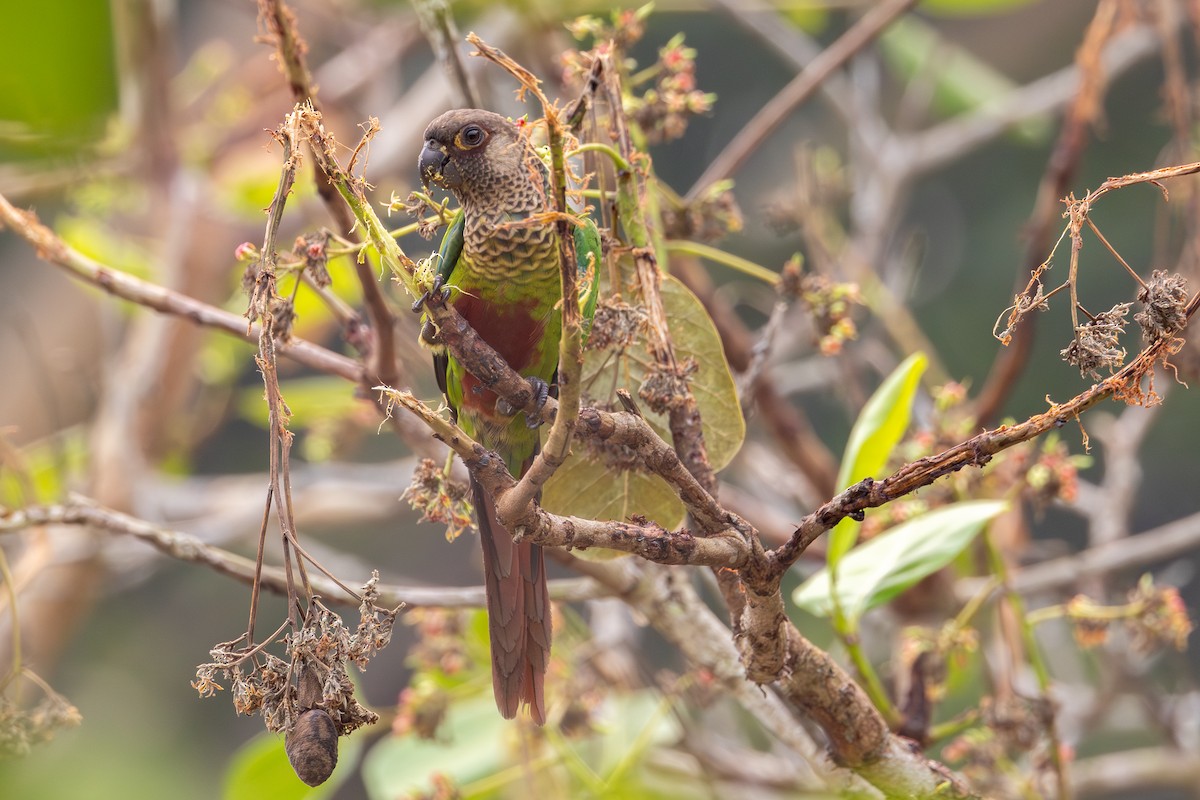 Bonaparte's Parakeet - ML623607950