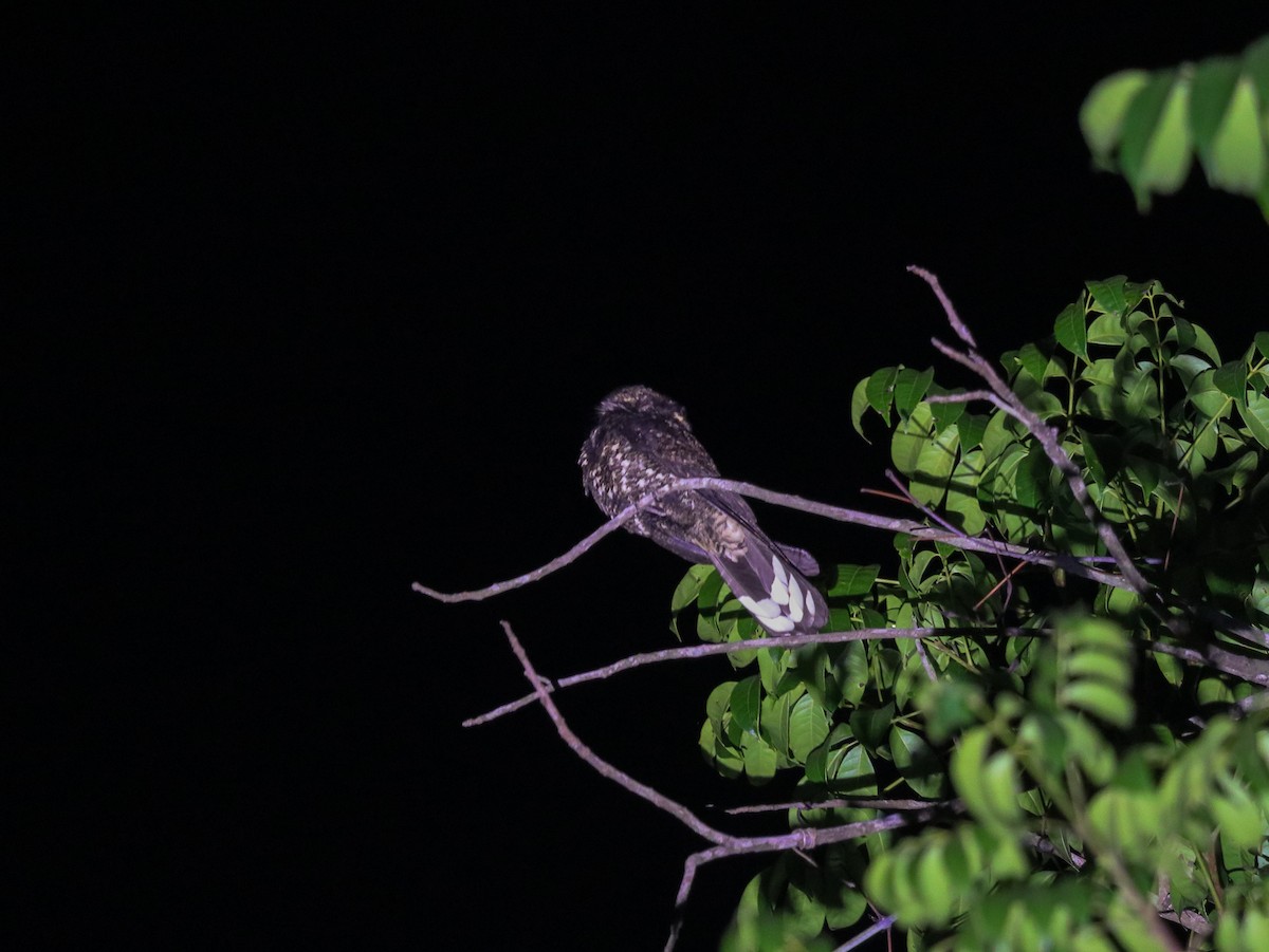 Silky-tailed Nightjar - ML623607969