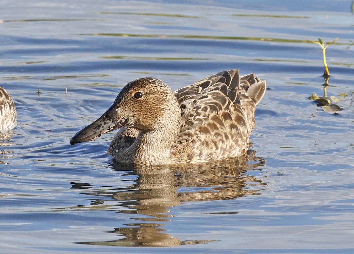 Cinnamon Teal - ML623607983